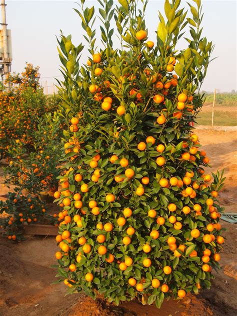 Kumquat tree in Vietnam | Kumquat tree, Trees to plant, Tree