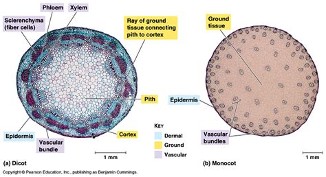 Stem Overview