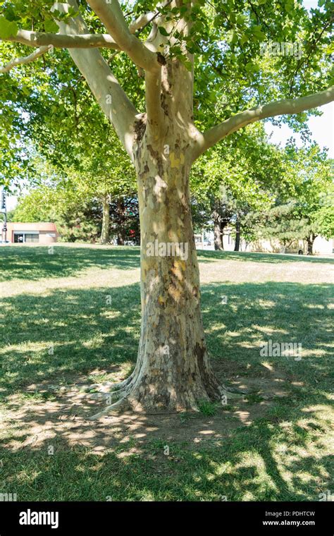 Sycamore Tree Identification And Care, 48% OFF