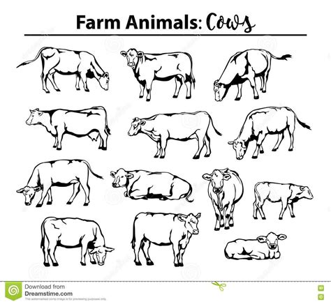 Different Cows Set In Contour, Outline. Stock Vector - Illustration of ...