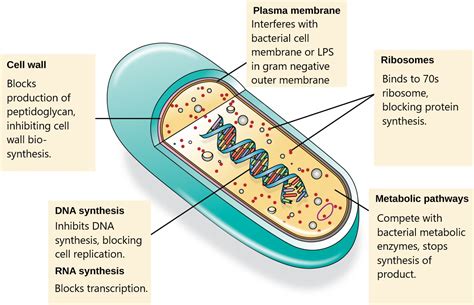 5.4-Mechanisms of Antibacterial Drugs – LWTECH Infectious and Chronic ...