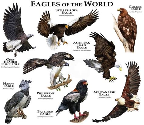 Pin by Rocío Téllez. on AGUILA. | Pet birds, Types of eagles, Bald eagle