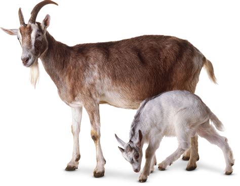 Goat Facts For Kids | What Are Goats? | DK Find Out