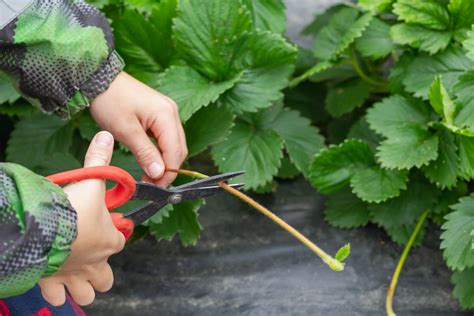 What Are Strawberry Runners? (Stolons) – Strawberry Plants