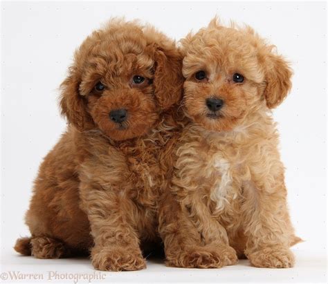 Two Cute Red Toy Poodle Puppies White Background Toy More Poodle Puppy ...