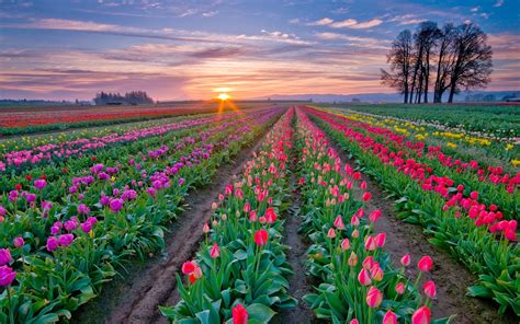 Most beautiful and best flower fields in the world - Part 1 ~ Photos ...