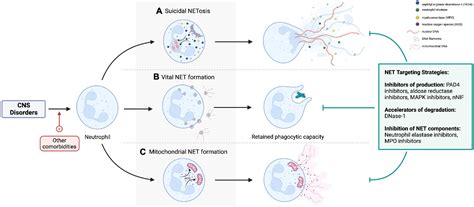 Frontiers | Neutrophil extracellular traps in central nervous system ...