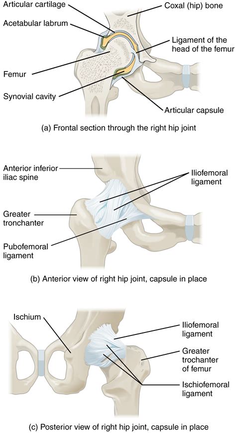 Complete anatomy of hip joint - drytyred