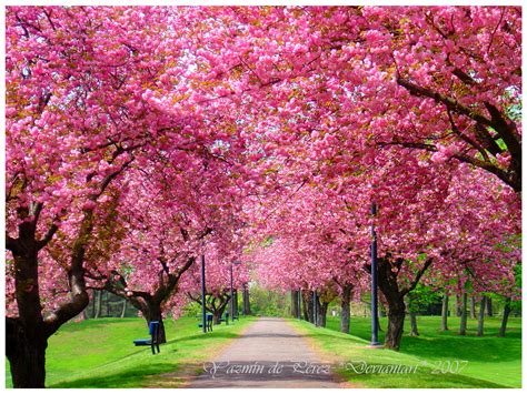 Spring Trees Wallpapers - Top Free Spring Trees Backgrounds ...