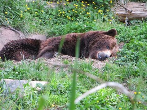 Grizzly bears are cute when sleeping! : r/aww