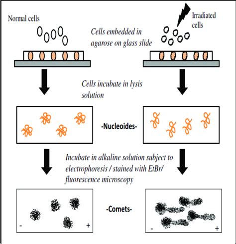 Principle of Alkaline Micro-gel Electrophoresis to Cellular DNA Damage ...