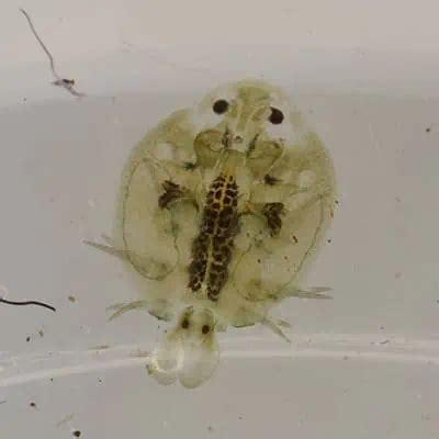 Koi Fish Lice Treatment Guide (3 Steps) - Pond Informer