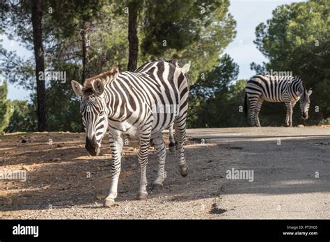 Zebra in natural habitat Stock Photo - Alamy