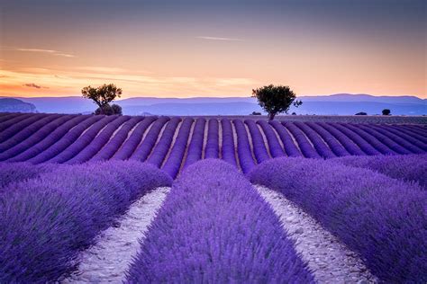 Lavender Fields at Dusk - HD Wallpaper