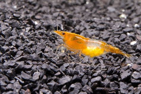 Guide: How to Breed Freshwater Shrimp — Buce Plant