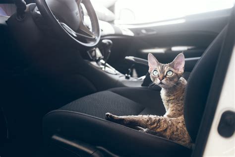 Never leave your cat alone in the car – Adventure Cats