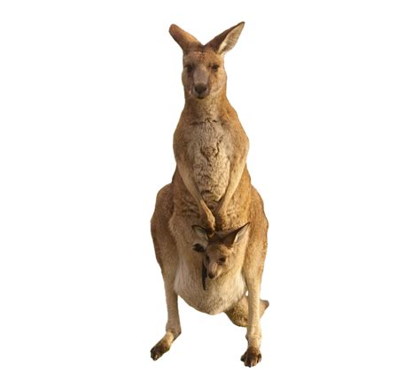 Australia Kangaroo PNG Isolated Photo | PNG Mart