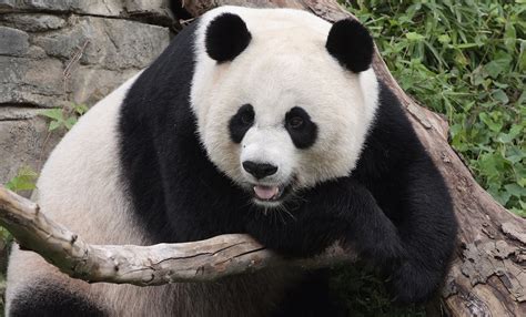 Giant panda | Smithsonian's National Zoo and Conservation Biology Institute