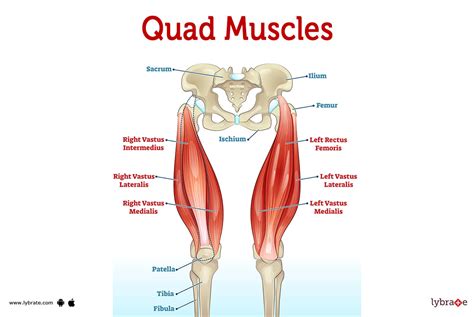 Quad Muscles (Human Anatomy): Image, Functions, Diseases and Treatments