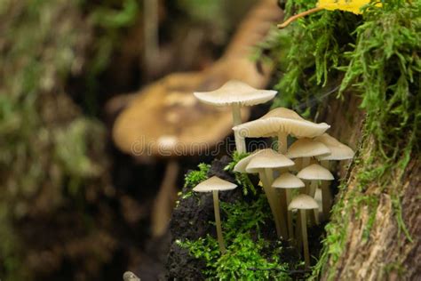 Closeup of Beautiful Mycena Mushrooms on the Mossy Wood. Species of ...