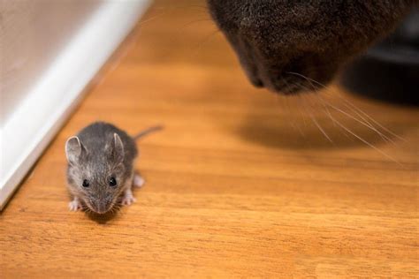 If You're Not Cleaning Up Pet Food, You’re Inviting Mice to Your Home