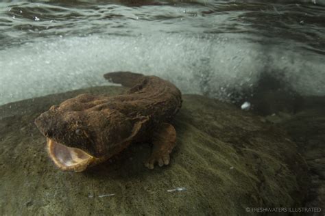 Hellbender facts. Did You Know?