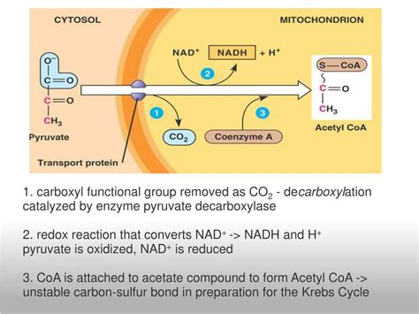 PPT - Pyruvate Oxidation and Krebs Cycle PowerPoint Presentation, free ...