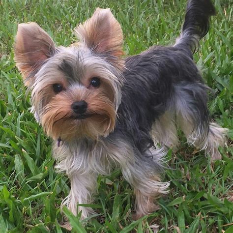 Yorkshire Terrier Puppies For Sale | North Los Angeles Street, Los ...