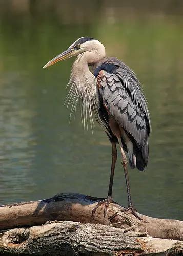 Great-Blue-Heron-Facts-Great-Blue-Heron-Habitat - Birds Flight