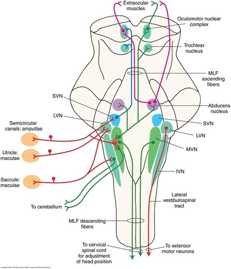 Pin von Jacci Siebert auf Neuroscience & Sensory Integration ...