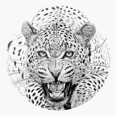 Animals Drawing Images, Pencil Sketches, Colorful Arts | Drawing Skill