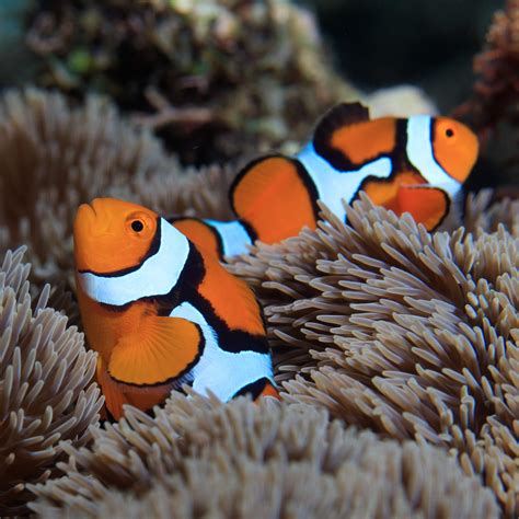 Distinctive white stripes in clownfish form at different rates ...