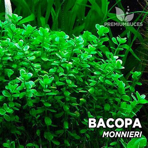 Bacopa Monnieri Aquarium : Substratesource Bacopa Monnieri Live Aquatic ...