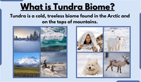 Tundra Biome-Characteristics, Types, Location, Climate, and Examples