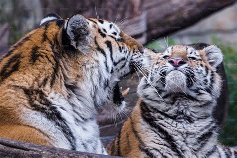 Siberian Tiger With Cub - Stock Photos | Motion Array