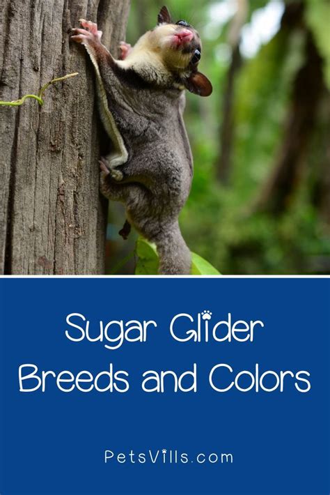 Guide to the 17 Different Sugar Glider Breeds and Colors | Sugar glider ...