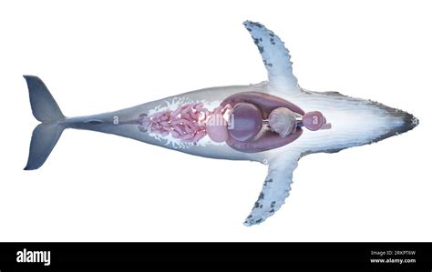 Whale anatomy, illustration Stock Photo - Alamy