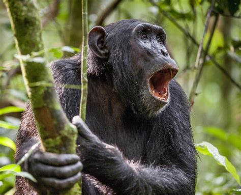 Chimpanzee - Intelligence, Tool Use, Social Behavior | Britannica