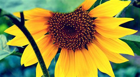 3840x2130 sunflower 4k cool background picture | Sunflower wallpaper ...