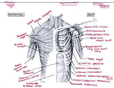 Chest Muscles Anatomy Labeled Neck And Chest Muscles Diagram Quizlet ...