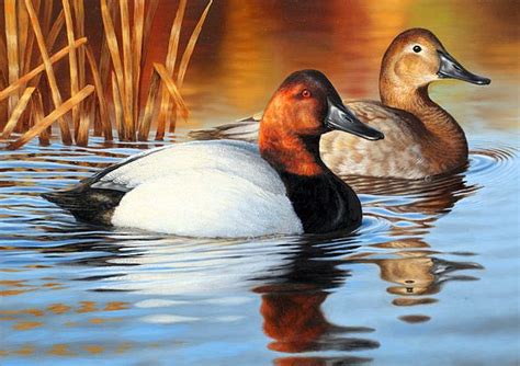 Canvasback ducks - one painting, for Brad | Metal prints, Duck pictures ...