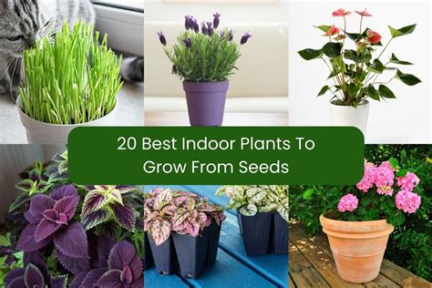 20 Best Indoor Plants To Grow From Seeds | Houseplant Alley