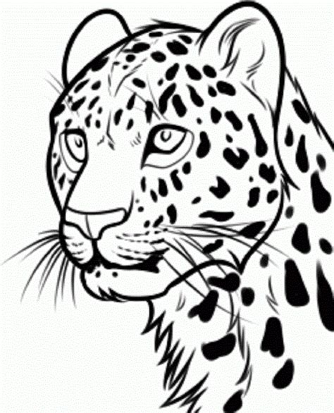 The best way to draw a full-faced- leopard sketch within 3 easy steps ...