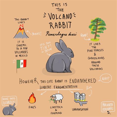 Volcano Rabbit