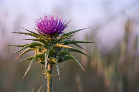 Milk Thistle Benefits and Side Effects