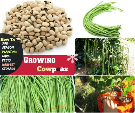 Growing Cowpeas: #7 Steps How to Grow Cowpea and Enrich Soil