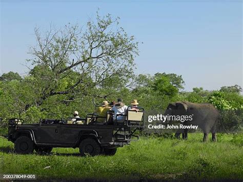 62 Elephant Sitting On Car Stock Photos, High-Res Pictures, and Images ...