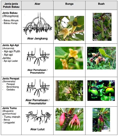 Kepentingan Paya Bakau Biologi Tingkatan 4 - Biologi Cikgu Zai ...