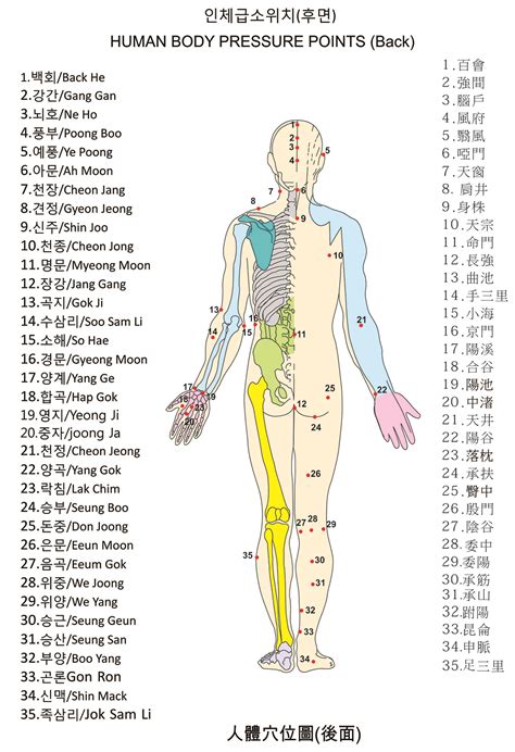 [DIAGRAM] Spine Pressure Points Diagram - MYDIAGRAM.ONLINE