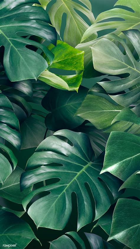 Download premium image of Green monstera leaves background design ...